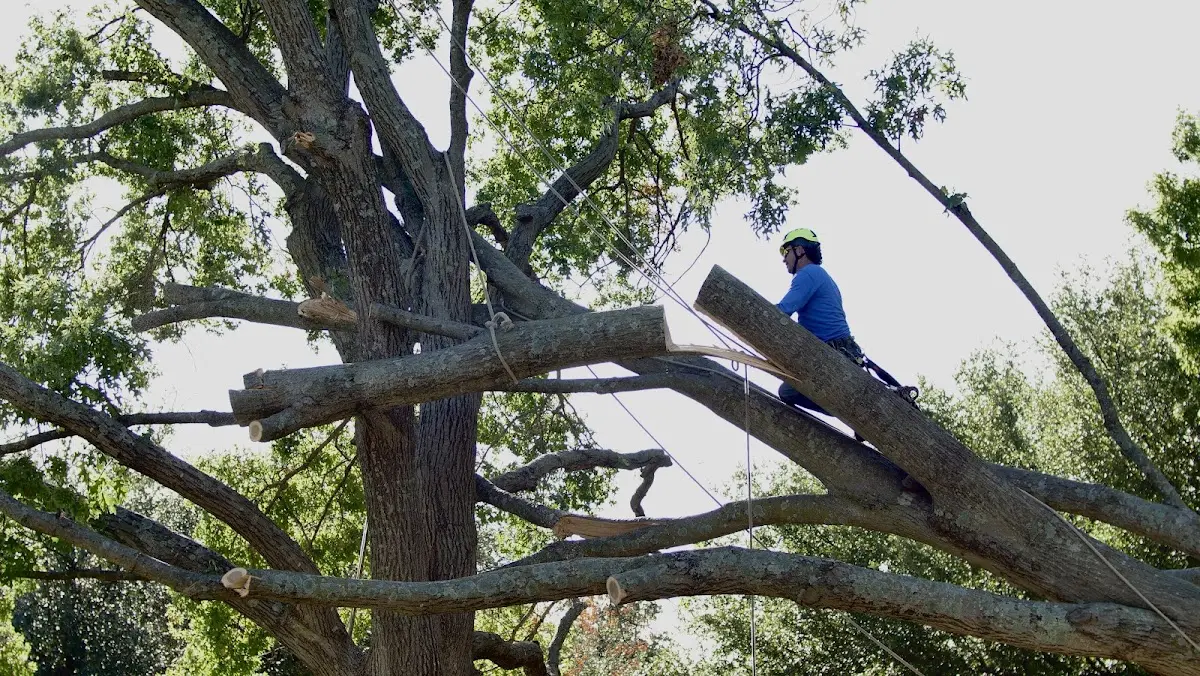 Professional Crown Thinning performed by certified arborists in Donald