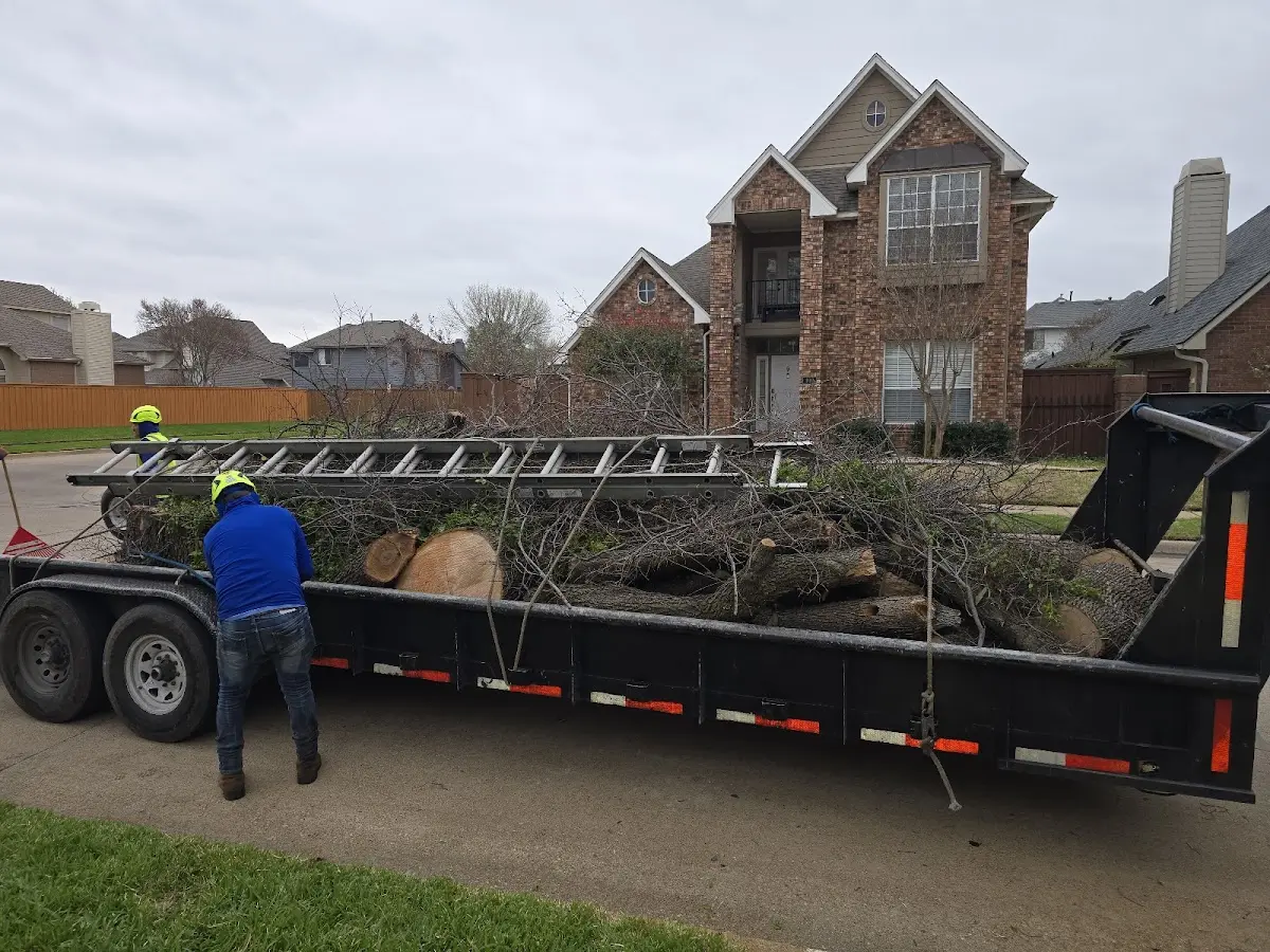 Expert Tree Pest Control with proper safety equipment in Donald